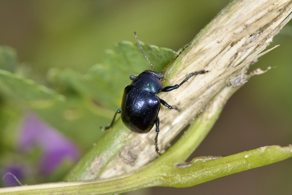 Chrysomelidae: Colasposoma dauricum